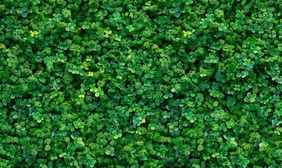 Obraz premium Shamrock four leaf clover banner. St. Patrick's day background