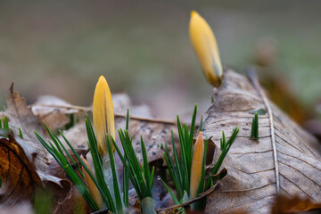 Vier gelbe Krokus wachsen unter braunen Blättern hervor. Geschlossene Krokus Knospen auf einer...