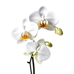 Naklejka na ściany i meble white orchid,png