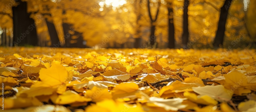 Aufkleber a layer of ambercolored leaves from the tree is scattered on the ground in the park, creating a beau