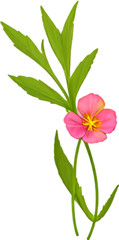 Fototapeta na wymiar Primrose clipart. A cute Primrose flower icon.