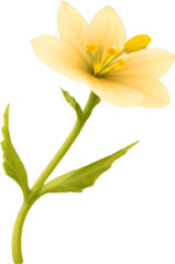 Fototapeta premium Primrose clipart. A cute Primrose flower icon.