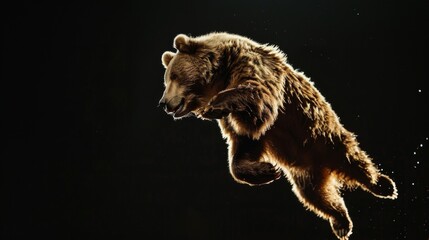 Bear jump on a black background. Flying animal. - obrazy, fototapety, plakaty