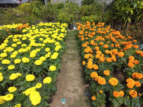 Fast Growth Natural Yellow Marigold Flower Plant  For Garden,red yellow marigold flowers in the garden,How to Plant and Grow banch Marigold flowers,Natural Photography Merigold Flower on a garden 
