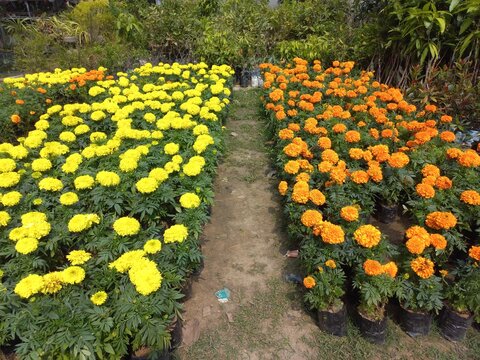 Fast Growth Natural Yellow Marigold Flower Plant  For Garden,red yellow marigold flowers in the garden,How to Plant and Grow banch Marigold flowers,Natural Photography Merigold Flower on a garden 
