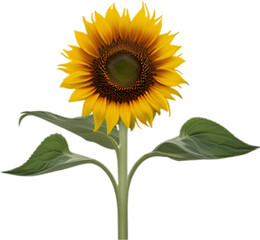 Sunflower clipart. A cute Sunflower flower icon.
