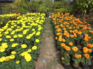 Fast Growth Natural Yellow Marigold Flower Plant  For Garden,red yellow marigold flowers in the...