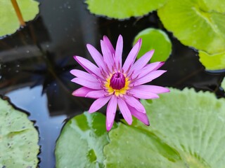 Purple water lilies blooming, above the leaves and water