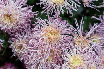 A bouquet of chrysanthemums. Multi-colored bouquet of flowers.