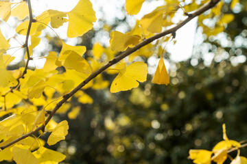 Bright yellow leaves of the ginkgo tree