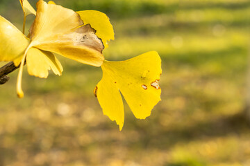 Bright yellow leaves of the ginkgo tree