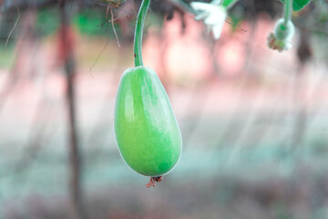 round bottle gourd or Lagenaria siceraria, Calabash in organic farm, Myanmar.