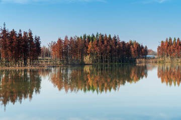 Beautiful colorful forest landscape in autumn season
