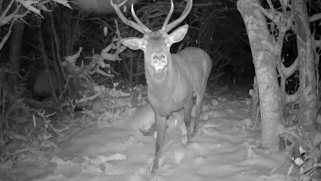 Male red deer (Cervus elaphus) stares suspiciously the trail camera at night, then runs away. Saaremaa. Estonia.