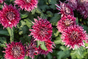 A bouquet of chrysanthemums. Multi-colored bouquet of flowers.