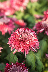 maple leaf red autumn sunset tree blurred background