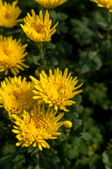 A bouquet of chrysanthemums. Multi-colored bouquet of flowers.