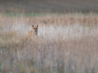 A young Fox standing behind high grass in a field