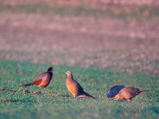 common pheasants moving on meadow in spring nature