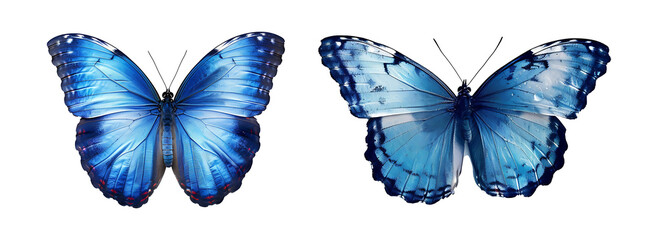 Butterfly a white transparent background