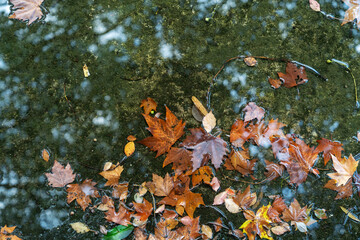 Autumn cold rainy day. Yellow orange maple leaf floating in lake.