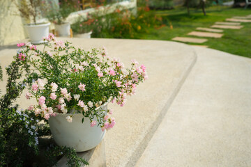 Fairy Rose or Pygmy Rose is small flower is blooming in front of the trowel wall at the park. Beautiful pink flower with space for Valentine day.