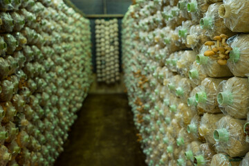 Soft focus of Mushroom farm . Organic Lingzhi and shiitake mushrooms mold in plastic bag on row for growing farm agriculture. plantation cultivation farm business.