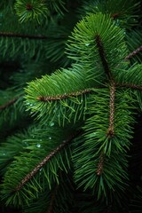 Detailed view of a pine tree branch. Suitable for nature and Christmas themes