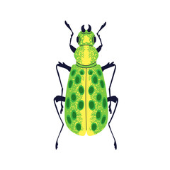 Green beetle. Spotted bright bug icon, top view. Small fauna species. Summer animal, wild insect with spotty wings from above. Flat vector illustration isolated on white background - 740561417