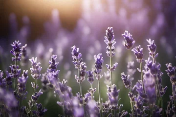 Fototapeten lavender field in region © Abbas