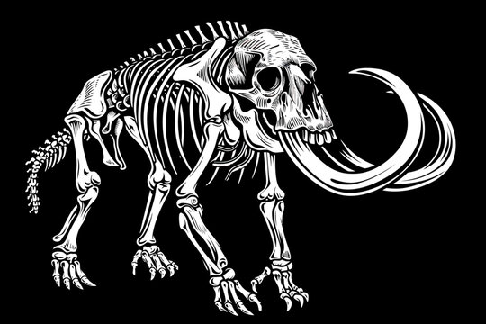 Mammoth Skeleton Illustration