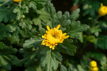 A bouquet of chrysanthemums. Multi-colored bouquet of flowers.