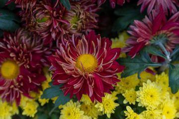 A bouquet of chrysanthemums. Multi-colored bouquet of flowers. - 740564211