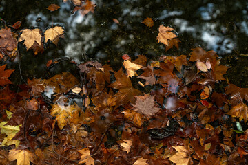 Autumn cold rainy day. Yellow orange maple leaf floating in lake. - 740564443