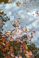 Autumn cold rainy day. Yellow orange maple leaf floating in lake. - 740564480