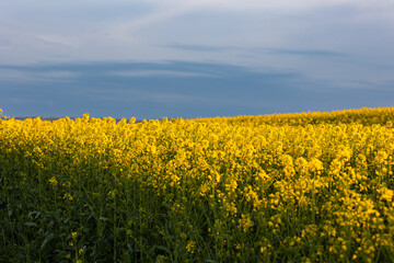 Obraz premium Yellow rapeseed field at the sunset.