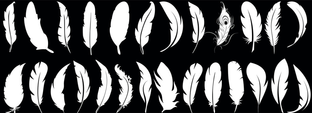 Feather silhouette, white feathers on black, ideal for art, design, nature themes. Versatile feather for print, web decor