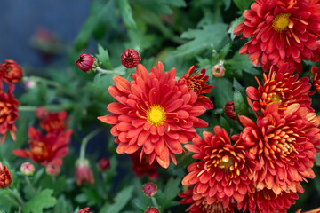 A bouquet of chrysanthemums. Multi-colored bouquet of flowers. - 740566263