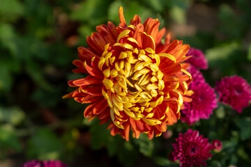 A bouquet of chrysanthemums. Multi-colored bouquet of flowers. - 740566429