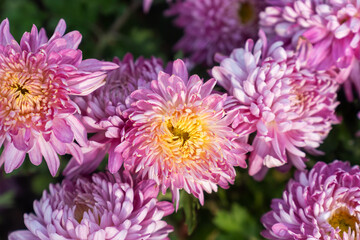 A bouquet of chrysanthemums. Multi-colored bouquet of flowers. - 740566653
