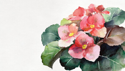 Watercolour of a begonia on pure white background canvas, copyspace on a side 