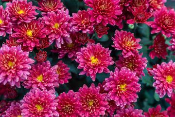 A bouquet of chrysanthemums. Multi-colored bouquet of flowers. - 740566694