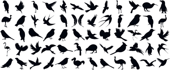 Bird silhouette, diverse species of birds, flying, perching. Ideal for wildlife, nature designs. Sparrows, eagles, swans, hawks, pigeons, crows, owls, seagulls, parrots, falcons, ducks, geese - obrazy, fototapety, plakaty