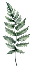 Watercolor Illustration Floral Element Fern Leaf. Botanical illustration for invitation and social media.