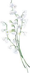 Watercolor Bouquet with Lily of the Valley. Botanical illustration for invitation and social media.