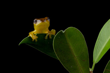 Baby Jade Tree Frog - Zhangixalus dulitensis on leaves. At adult, this frog is one of the most...