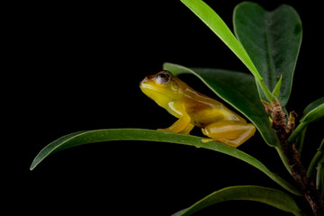 Baby Jade Tree Frog - Zhangixalus dulitensis on leaves. At adult, this frog is one of the most...