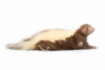 Skunk brown and cream-colored is a rare species. 
