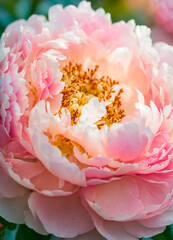 multi-colored peonies bloom in the park. Selective focus.