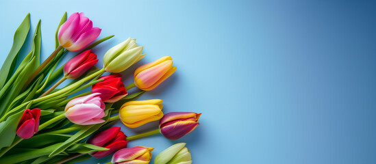 Tulips on Blue Background: Fresh Colorful Spring Flowers for Valentine's Day, Easter, Women's Day, and Mother's Day Celebrations Banner with Copy Space